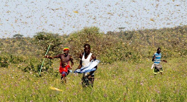 Châu Chấu tàn phá vùng đất chăn thả gia súc tại Kenya